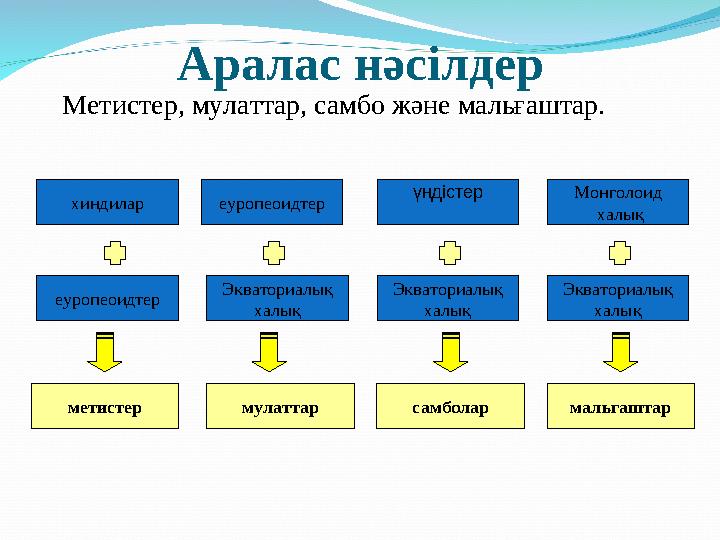 Аралас нәсілдер Метистер, мулаттар, самбо және мальғаштар. еуропеоидтер хиндилар Экваториалық халық Монголоид халық метисте