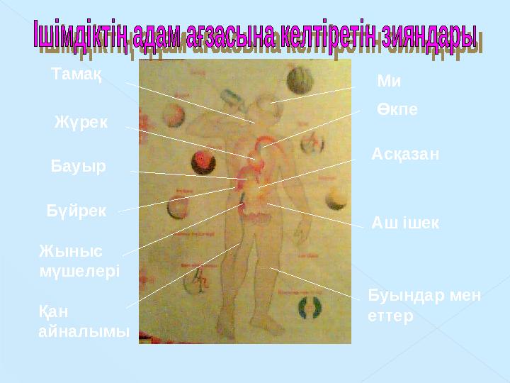 Ми Өкпе Асқазан Аш ішек Буындар мен еттерТамақ Жүрек Бауыр Бүйрек Жыныс мүшелері Қан айналымы