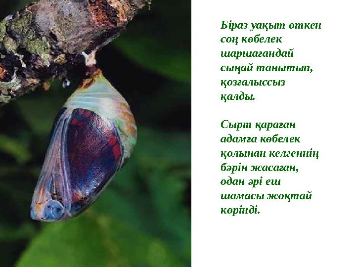 Әйел жыныс мүшелерін көрсететін онлайн порно