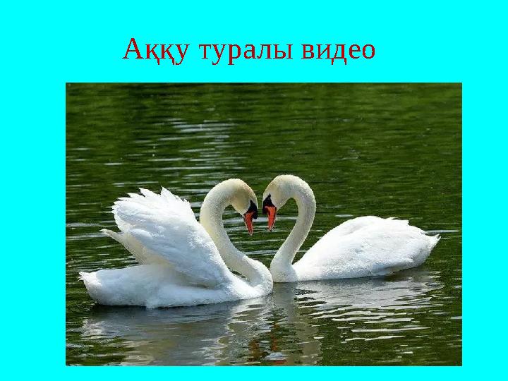 Аққу туралы видео
