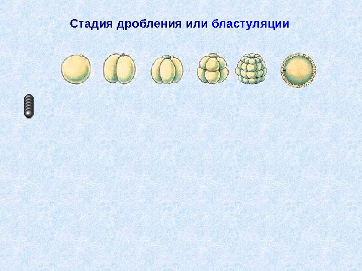 Стадия дробления или бластуляции