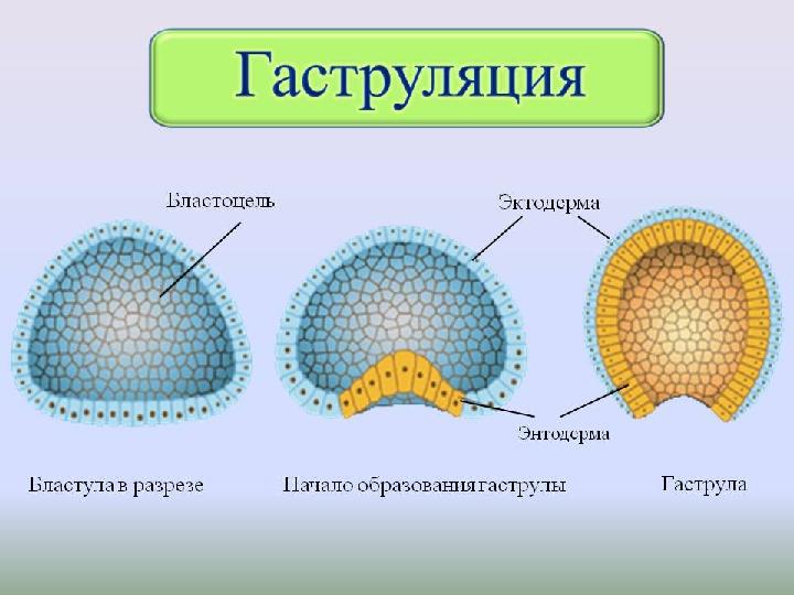 ГаструляцияГаструляция