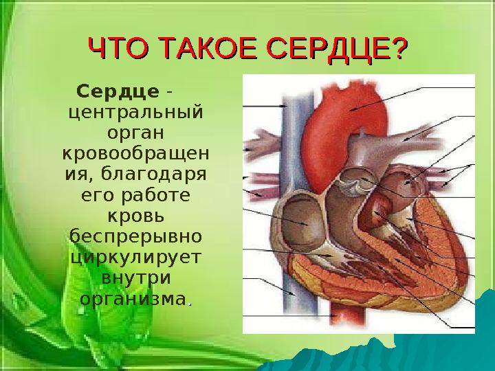 ЧТО ТАКОЕ СЕРДЦЕ?ЧТО ТАКОЕ СЕРДЦЕ? Сердце - центральный орган кровообращен ия, благодаря его работе кровь беспрерывно ц