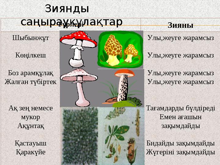 Түрлері Зияны Шыбынжұт Көңілкеш Боз арамқұлақ Жалған түбіртек Ақ зең немесе мукор Ақұнтақ Қастауыш Қаракүйе Улы,жеуге жарамс