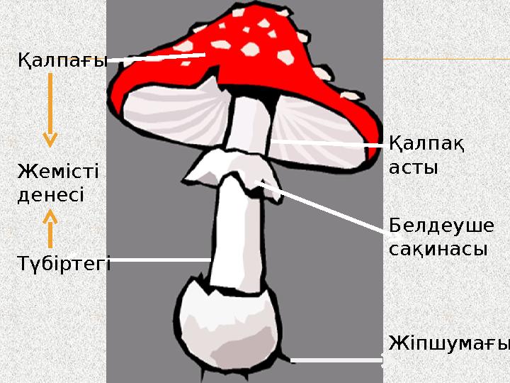 Қалпағы Түбіртегі Жемісті денесі Қалпақ асты Белдеуше сақинасы Жіпшумағы