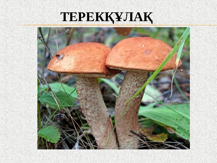 ТЕРЕКҚҰЛАҚ