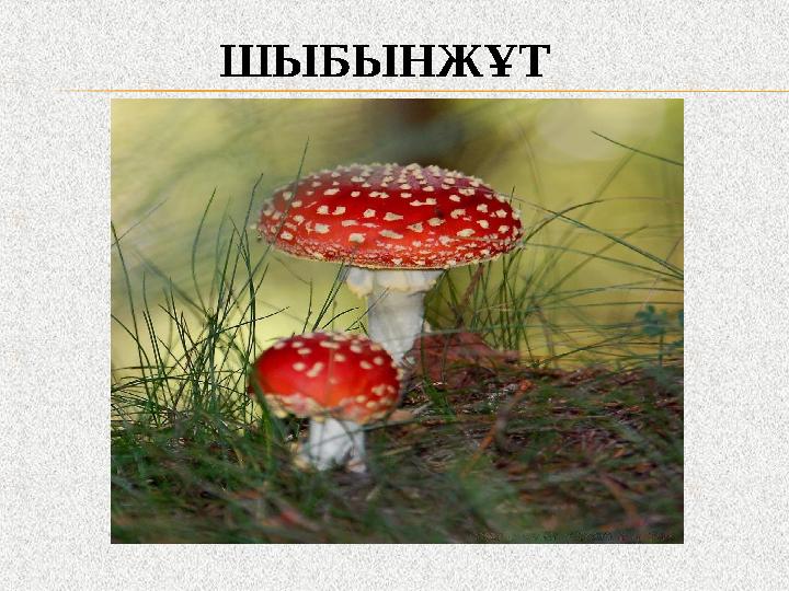 ШЫБЫНЖҰТ