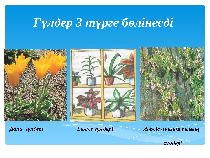 Гүлдер 3 түрге бөлінесді Дала гүлдері Бөлме гүлдері Жеміс ағаштарының