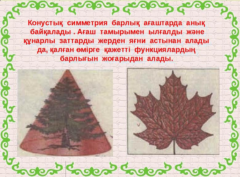Конустық симметрия барлық ағаштарда анық байқалады . Ағаш тамырымен ылғалды және құнарлы заттарды жерден яғни асты