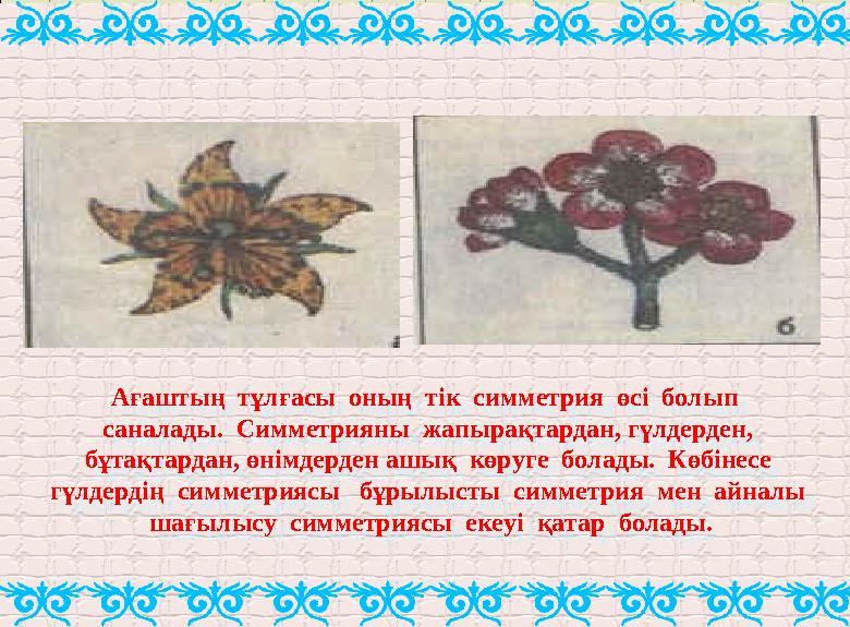 Ағаштың тұлғасы оның тік симметрия өсі болып саналады. Симметрияны жапырақтардан, гүлдерден, бұтақтардан, өнімдерден