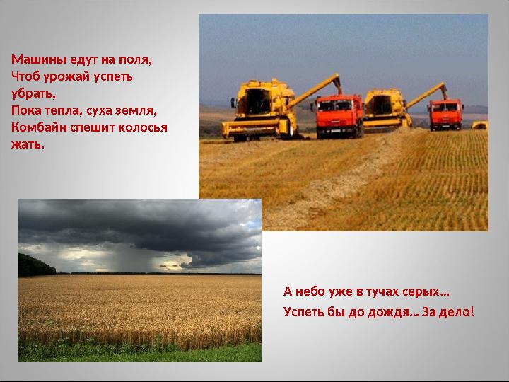 А небо уже в тучах серых… Успеть бы до дождя… За дело! Машины едут на поля, Чтоб урожай успеть убрать, Пока тепла, суха земля,