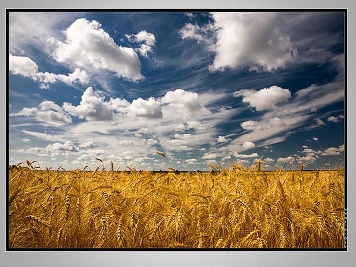 Дни промчались… Наступает Время сбора урожая…