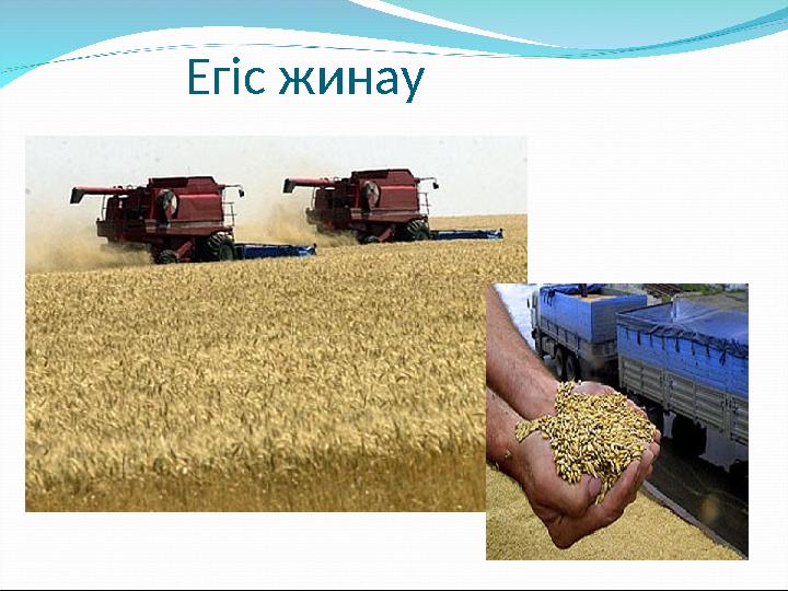 Егіс жинау