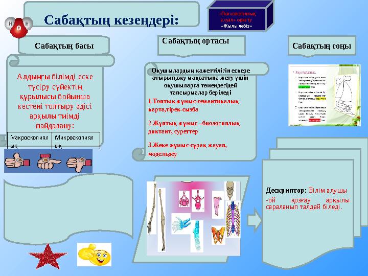 Сабақтың кезеңдері: Сабақтың басы Сабақтың ортасы Сабақтың соңы Алдыңғы білімді еске түсіру сүйектің құрылысы бойынша
