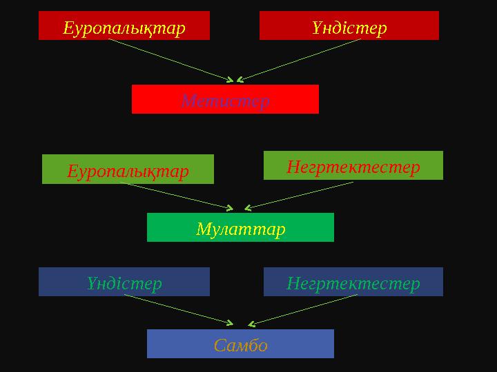 Еуропалықтар Үндістер Метистер Еуропалықтар Негртектестер Мулаттар Үндістер Негртектестер Самбо