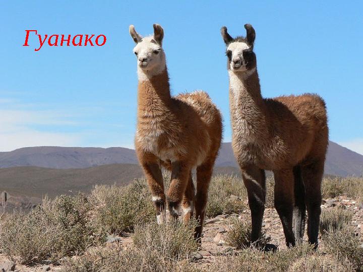 Гуанако