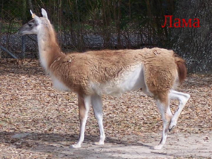 Лама