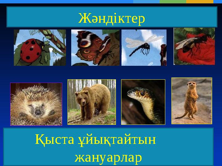 Қыста ұйықтайтын жануарлар Жәндіктер