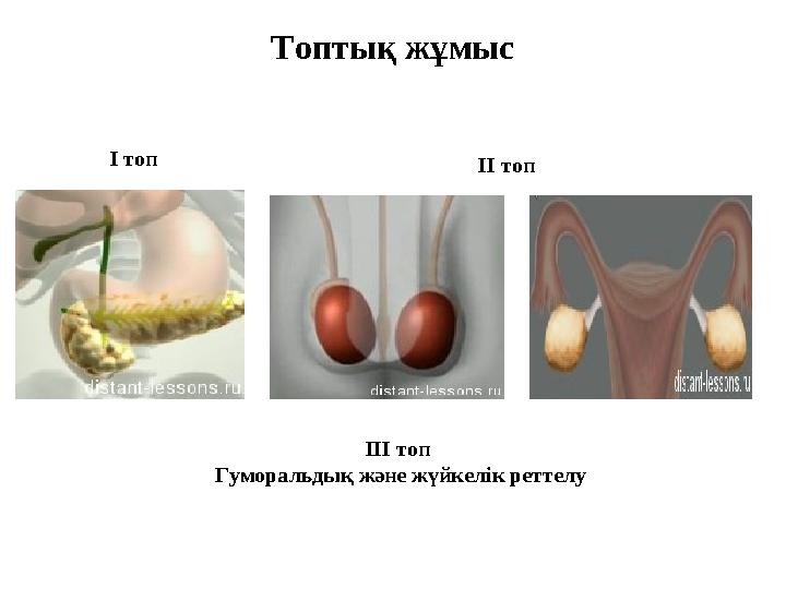 Топтық жұмыс І топ ІІ топ ІІІ топ Гуморальдық және жүйкелік реттелу