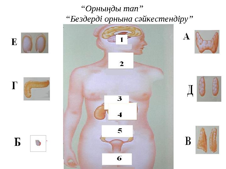 “Орныңды тап” “Бездерді орнына сәйкестендіру”