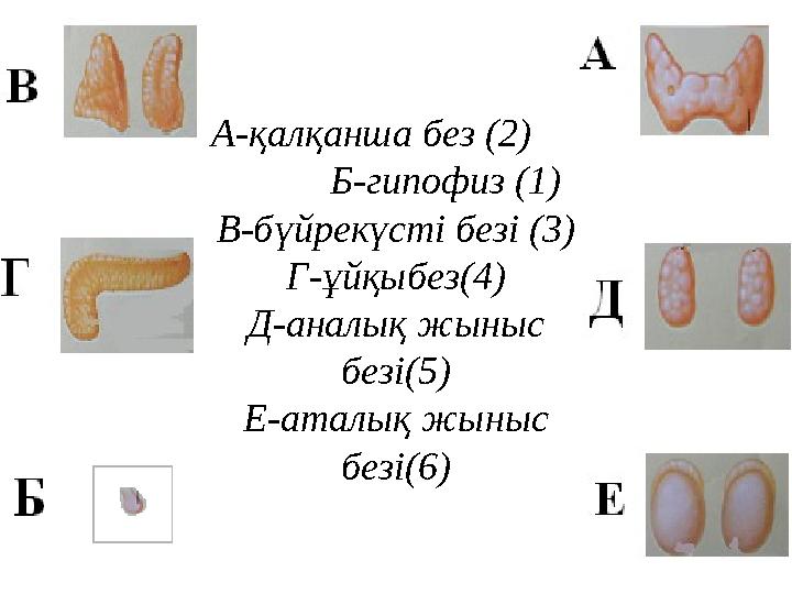 А-қалқанша без (2) Б-гипофиз (1) В-бүйрекүсті безі (3) Г-ұйқыбез(4) Д-аналық жыныс безі(5) Е-аталық жыныс безі