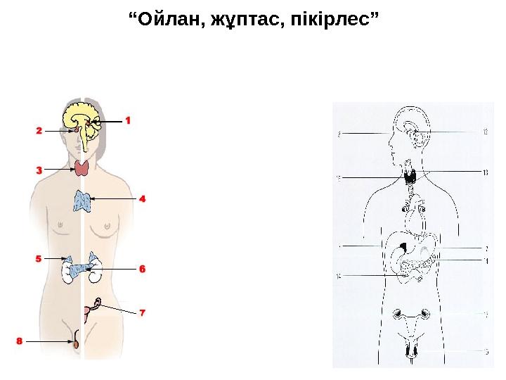 “Ойлан, жұптас, пікірлес”