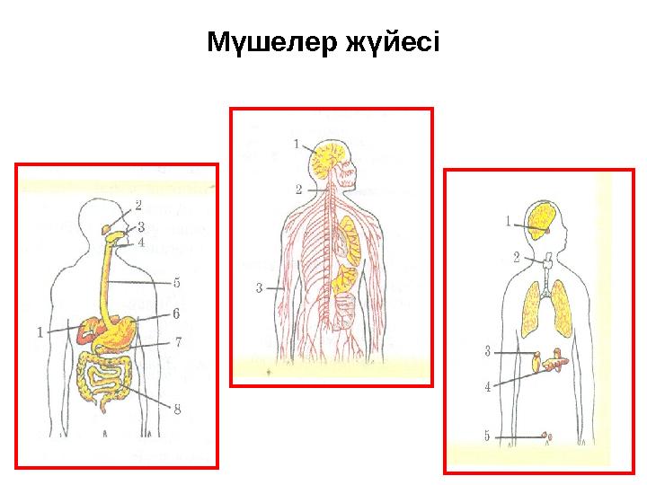 Мүшелер жүйесі
