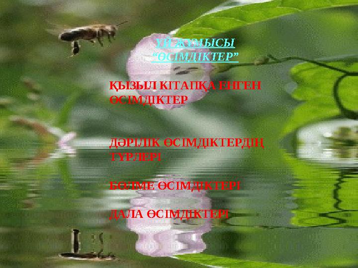 ҮЙ ЖҰМЫСЫ “ӨСІМДІКТЕР” ҚЫЗЫЛ КІТАПҚА ЕНГЕН ӨСІМДІКТЕР ДӘРІЛІК ӨСІМДІКТЕРДІҢ ТҮРЛЕРІ БӨЛМЕ ӨСІМДІКТЕРІ ДАЛА ӨСІМДІКТЕРІ