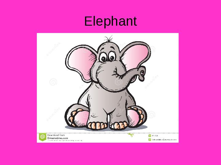 Elephant