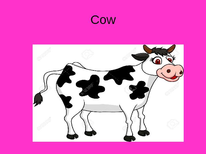 Cow