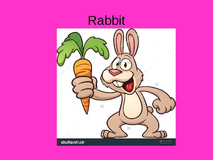 Rabbit