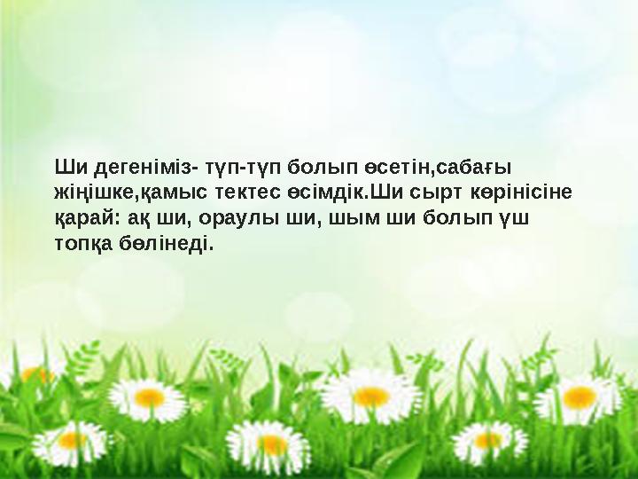 Ши дегеніміз- түп-түп болып өсетін,сабағы жіңішке,қамыс тектес өсімдік.Ши сырт көрінісіне қарай: ақ ши, ораулы ши, шым ши болы