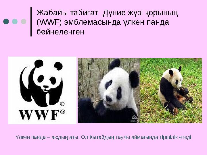 Жабайы табиғат Дүние жүзі қорының ( WWF ) эмблемасында үлкен панда бейнеленген Үлкен панда – аюдың аты. Ол Кытайдың таулы а