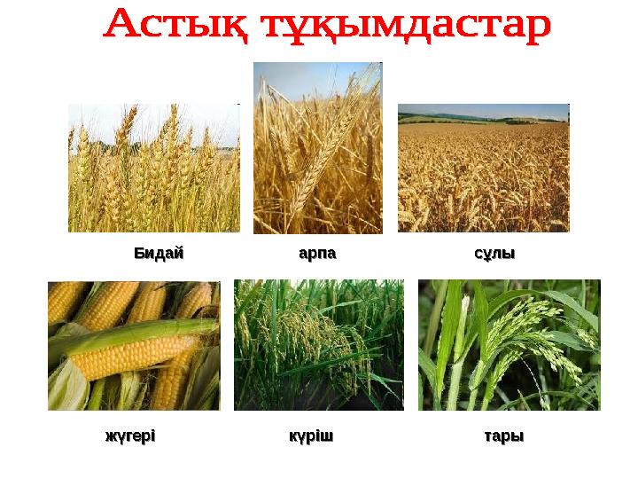 Бидай арпа сұлы Бидай арпа