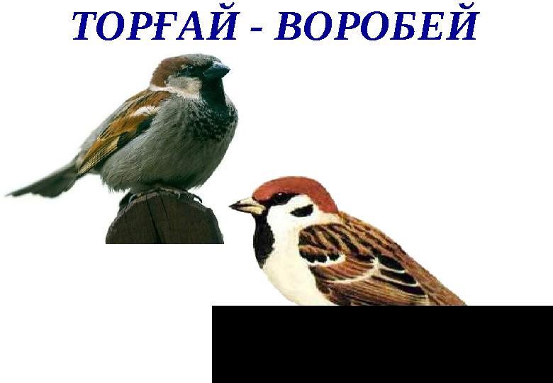 ТОРҒАЙ - ВОРОБЕЙ