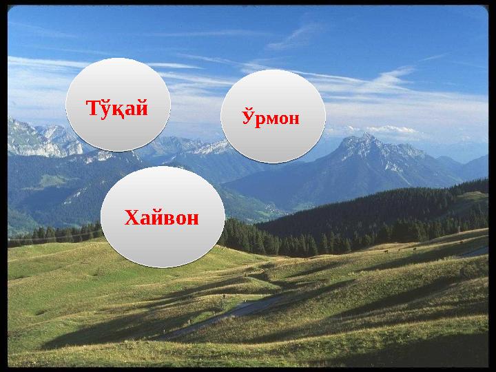 Тўқай Тўқай Ўрмон Ўрмон Хайвон Хайвон