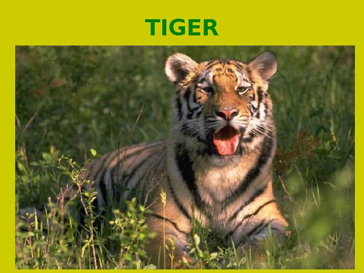 TIGER