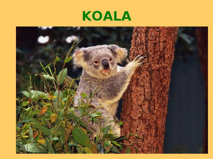 KOALA