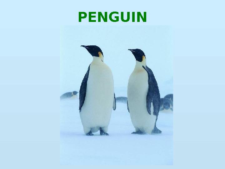 PENGUIN