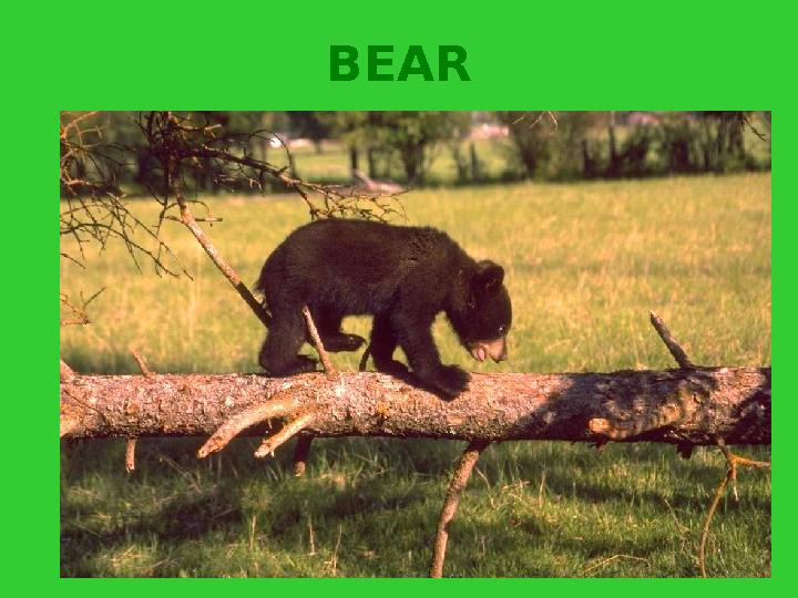 BEAR