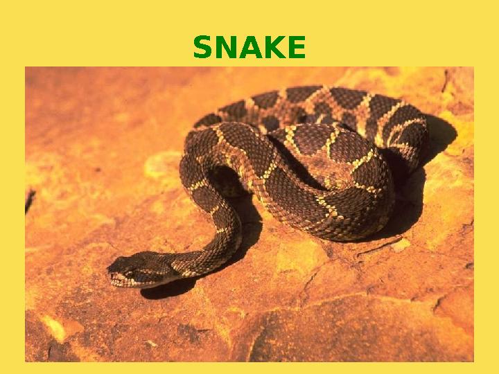 SNAKE
