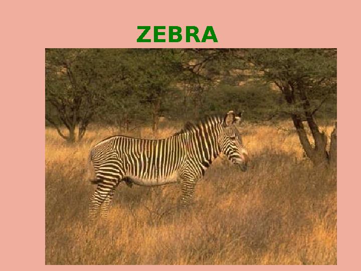 ZEBRA