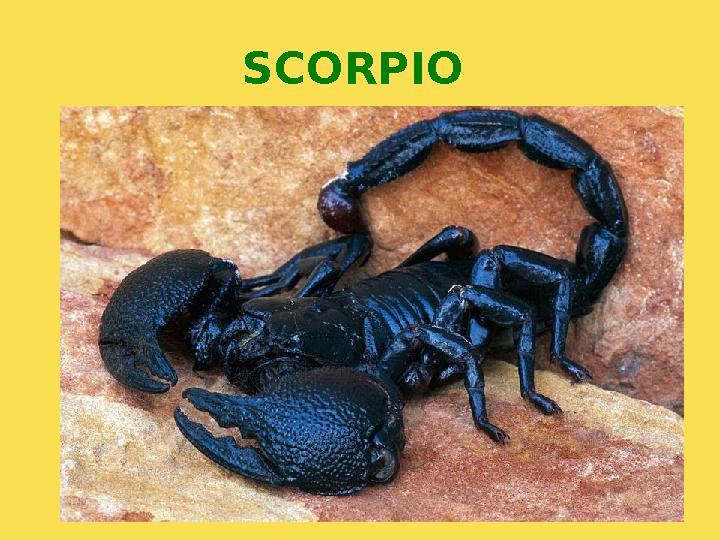 SCORPIO