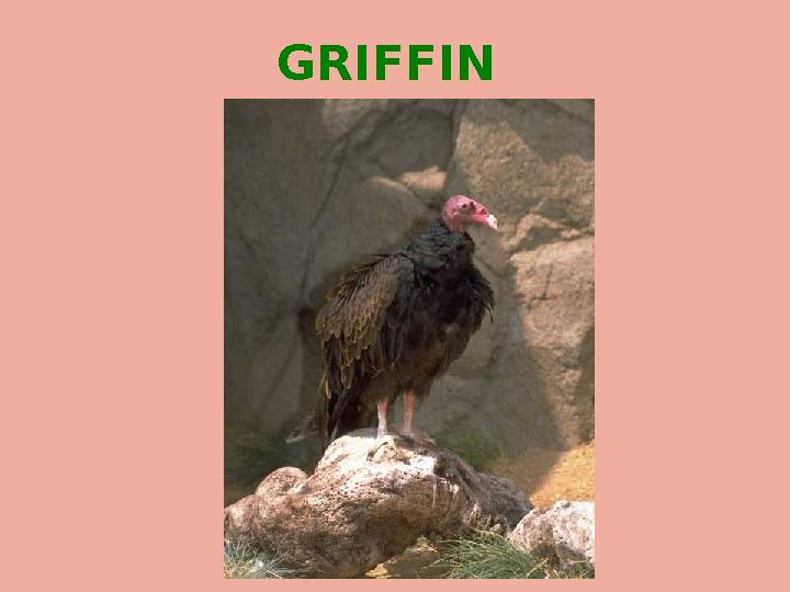 GRIFFIN