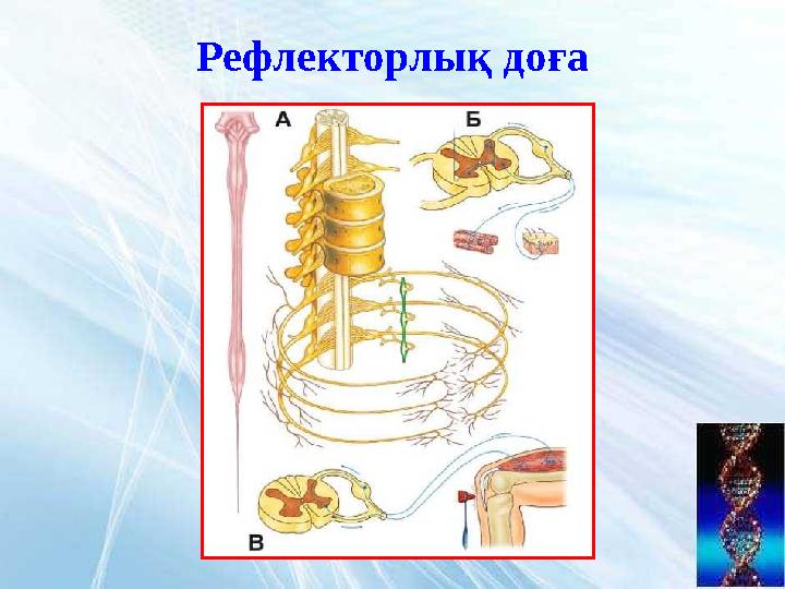 Рефлекторлық доға