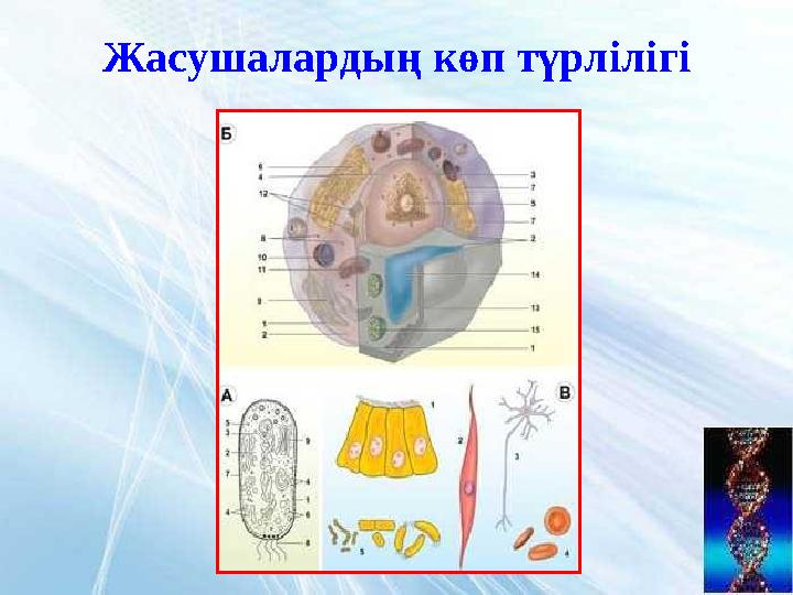 Жасушалардың көп түрлілігі