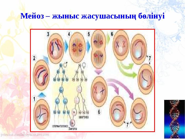 Мейоз – жыныс жасушасының бөлінуі