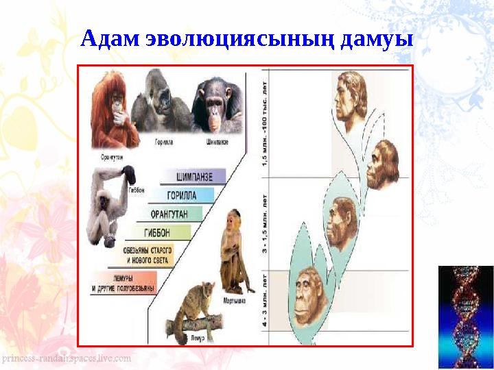 Адам эволюциясының дамуы