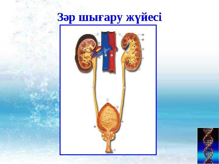 Зәр шығару жүйесі