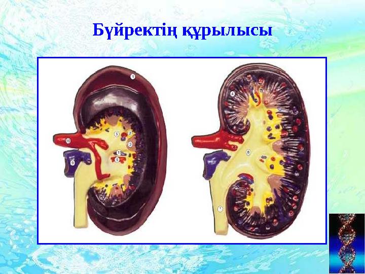 Бүйректің құрылысы
